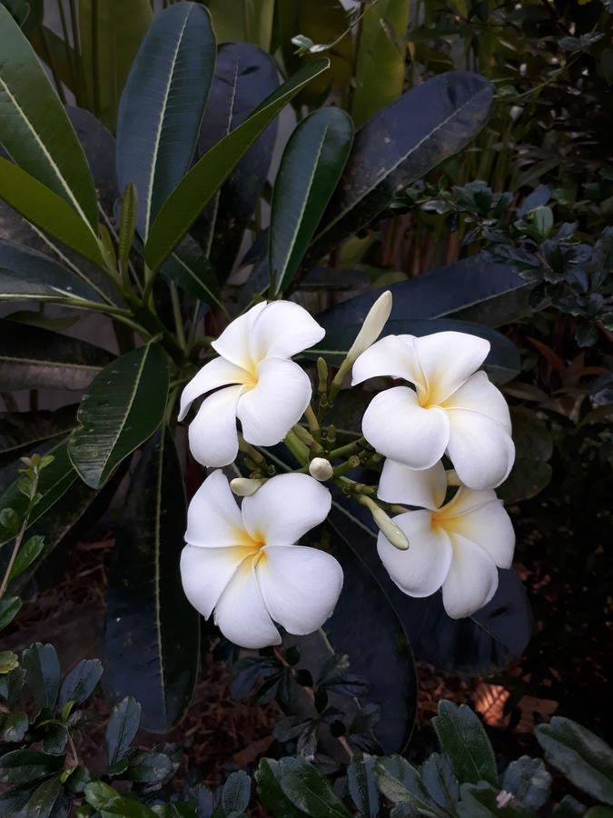 Khanom Garden Suite Luaran gambar